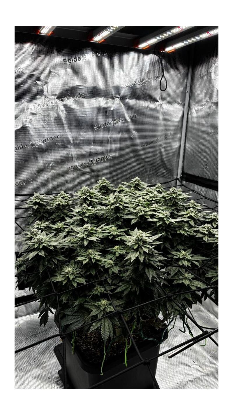 Permanent Marker, Фасовка: 1, изображение 2